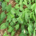 syngonium plant indoor buying guide with special conditions and exceptional price