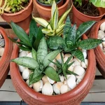 house plant sansevieria specifications and how to buy in bulk