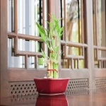 bamboo plant indoor with complete explanations and familiarization