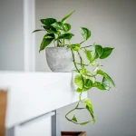 epipremnum aureum hanging plant buying guide with special conditions and exceptional price