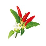 Introducing red pepper + the best purchase price