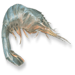 red shrimp argentina acquaintance from zero to one hundred bulk purchase prices