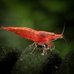 The price of bulk purchase of wild red shrimp is cheap and reasonable