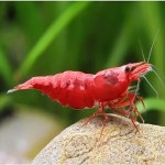royal red shrimp price list wholesale and economical