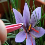 Greek Saffron with Complete Explanations and Familiarization