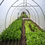 greenhouse nylon cover specifications and how to buy in bulk
