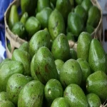 avocado organic fruits price list wholesale and economical