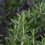 organic fresh rosemary specifications and how to buy in bulk