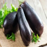 Bulk purchase of black eggplant plant with the best conditions