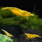 The price of bulk purchase of shrimp rated yellow is cheap and reasonable