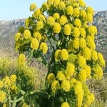 organic asafoetida australia acquaintance from zero to one hundred bulk purchase prices