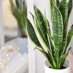 sansevieria house plant buying guide with special conditions and exceptional price