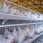layers chicken cage specifications and how to buy in bulk