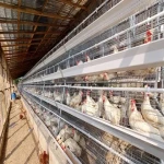 Bulk purchase of layers chicken cages in kenya with the best conditions