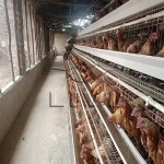 The price of bulk purchase of poultry battery chicken cage is cheap and reasonable