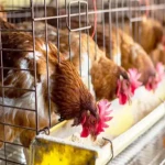 chicken battery cage acquaintance from zero to one hundred bulk purchase prices
