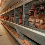 Price and purchase cage for chicken layers with complete specifications