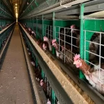 steel cage for layers chickens with complete explanations and familiarization