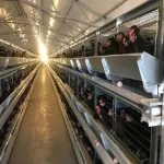 chicken layer cage in usa buying guide with special conditions and exceptional price