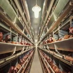 chicken layers cages in zimbabwe specifications and how to buy in bulk