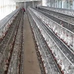 chicken layer cage in nigeria buying guide with special conditions and exceptional price