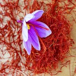 Bulk purchase of saffron red color with the best conditions