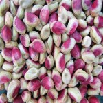 buy pistachio nuts | Selling With reasonable prices