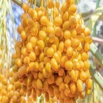 Price and purchase fresh barhi dates with complete specifications