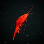 The price of bulk purchase of red big shrimp is cheap and reasonable