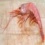 red giant shrimp acquaintance from zero to one hundred bulk purchase prices