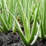 The price of bulk purchase of fresh pure aloe vera is cheap and reasonable