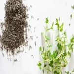 dried thyme healthy buying guide with special conditions and exceptional price