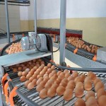 egg collecting machine specifications and how to buy in bulk