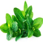green dried mint leaves buying guide with special conditions and exceptional priceg