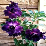 Learning to buy an purple beauty flower plant from zero to one hundred