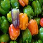 price of bell pepper buying guide + great price