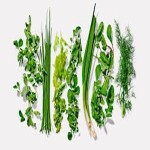 Herbal medicine business plan