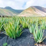 aloe vera plant uk specifications and how to buy in bulk
