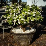 The price of bulk purchase of large jade plant is cheap and reasonable