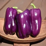 purple bell pepper uk price list wholesale and economical