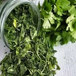dried coriander leaves with complete explanations and familiarization