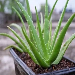 large leaf aloe vera plant specifications and how to buy in bulk