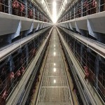 Automatic poultry cage with complete explanations and familiarization