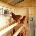 auto chicken cage buying guide with special conditions and exceptional price