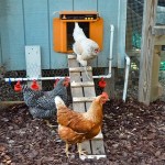 electric chicken coop price list wholesale and economical