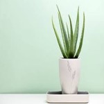 aloe vera plant indoor acquaintance from zero to one hundred bulk purchase prices