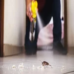 Bulk purchase of poison for cockroaches south africa with the best conditions