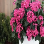 pentas plants australia price list wholesale and economical