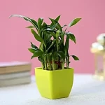 The price of bulk purchase of lucky bamboo plants uk is cheap and reasonable