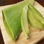 big leaf aloe vera plant with complete explanations and familiarization